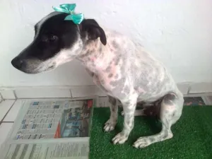 Cachorro raça Vira - lata idade 2 anos nome Sem nome