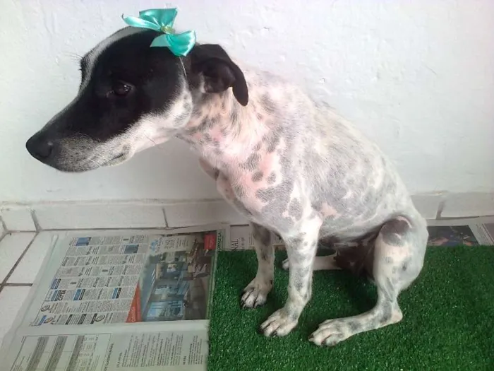 Cachorro raça Vira - lata idade 2 anos nome Sem nome