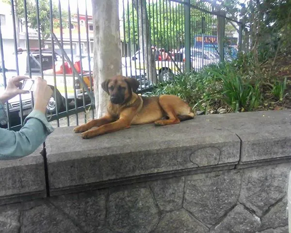 Cachorro raça srd idade 1 ano nome guerrero