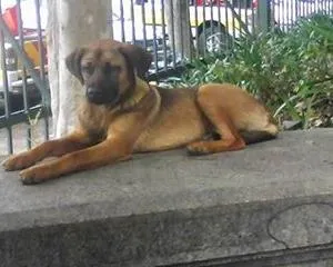 Cachorro raça srd idade 1 ano nome guerrero