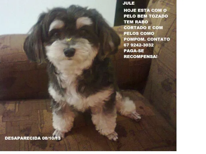 Cachorro ra a SRD idade 3 anos nome Jule