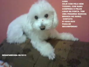 Cachorro raça SRD idade 2 anos nome Luna