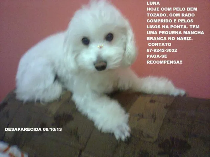 Cachorro ra a SRD idade 2 anos nome Luna