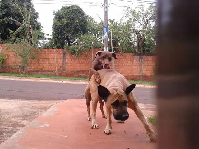 Cachorro ra a indefinida idade 3 anos nome na sei