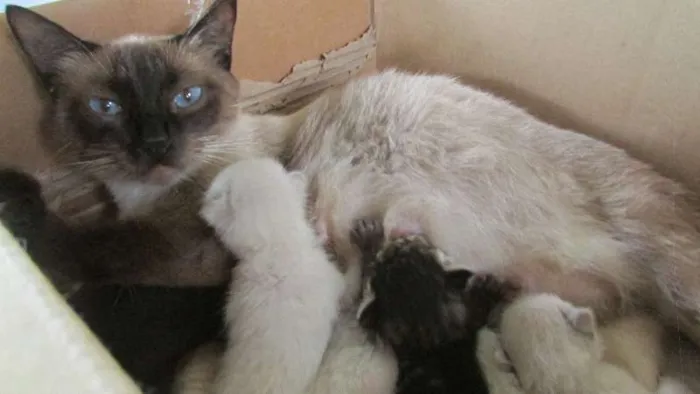 Gato ra a ciameza idade 2 a 6 meses nome pantra