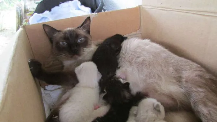 Gato ra a ciameza idade 2 a 6 meses nome pantra