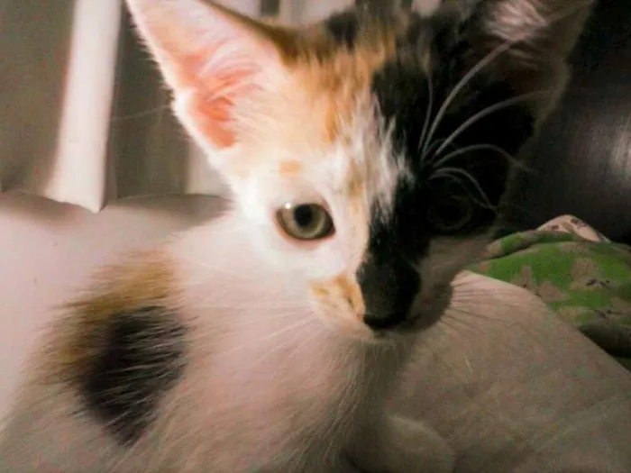 Gato ra a SRD idade 2 a 6 meses nome Lucinha Benedita