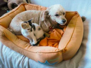 Gato raça SRD idade 2 a 6 meses nome Lucinha Benedita