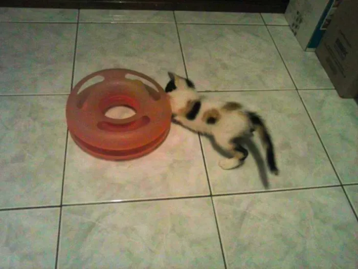 Gato ra a SRD idade 2 a 6 meses nome Lucinha Benedita