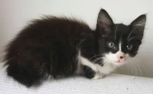 Gato raça SRD idade 2 a 6 meses nome Bess Houdini