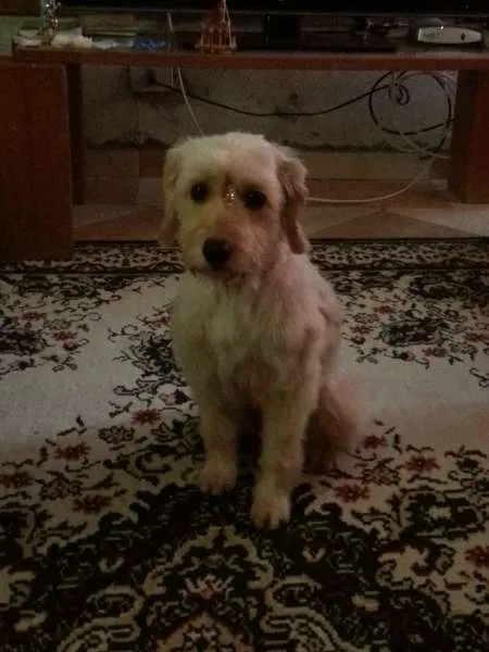 Cachorro ra a Vira Lata idade 2 anos nome Miley