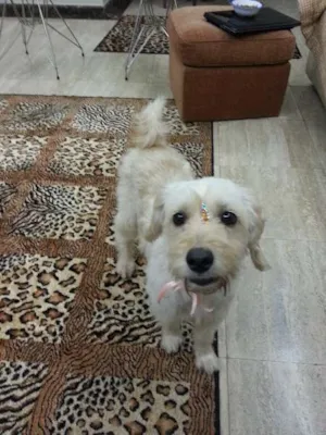 Cachorro raça Vira Lata idade 2 anos nome Miley