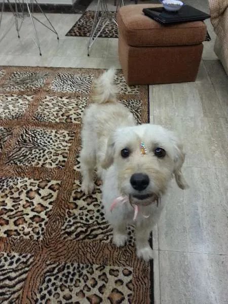 Cachorro ra a Vira Lata idade 2 anos nome Miley