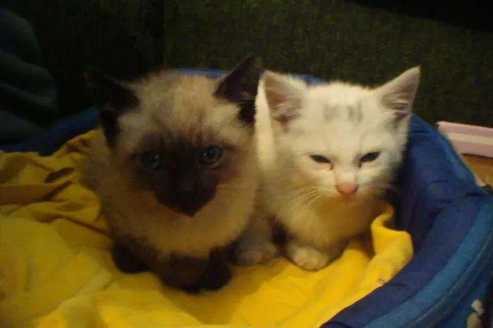 Gato ra a srd e siamêsa idade 2 a 6 meses nome Gasparzinho e Pelud