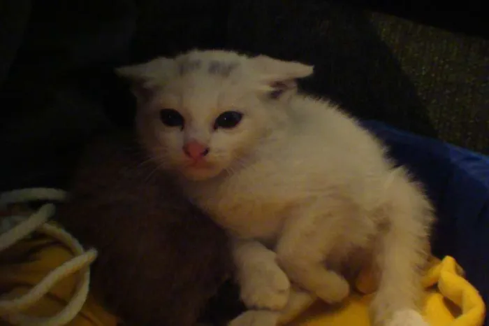 Gato ra a srd e siamêsa idade 2 a 6 meses nome Gasparzinho e Pelud