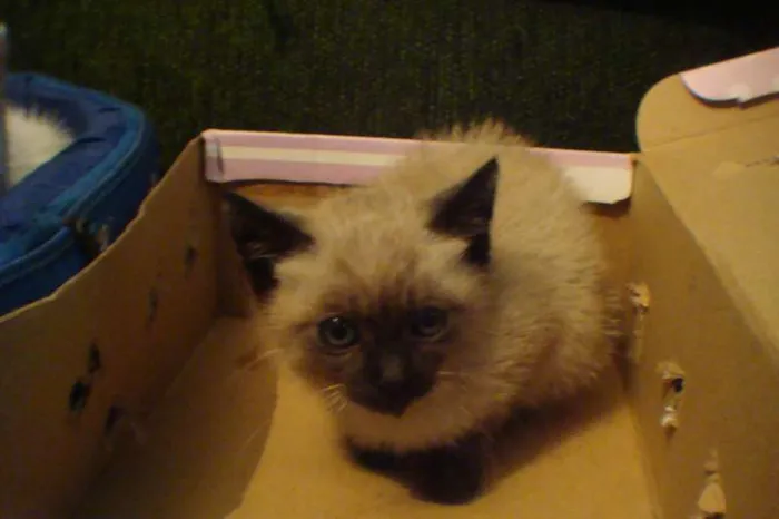 Gato ra a srd e siamêsa idade 2 a 6 meses nome Gasparzinho e Pelud