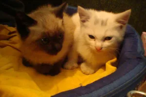 Gato raça srd e siamêsa idade 2 a 6 meses nome Gasparzinho e Pelud