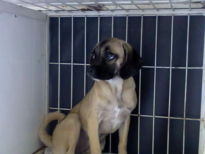 Cachorro ra a SRD idade 2 a 6 meses nome Anny