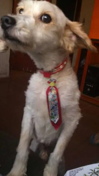 Cachorro raça srd idade 6 ou mais anos nome fefeno