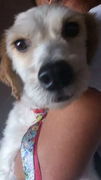 Cachorro raça srd idade 6 ou mais anos nome fefeno