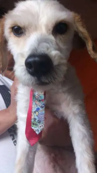 Cachorro raça srd idade 6 ou mais anos nome fefeno