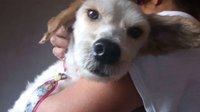 Cachorro raça srd idade 6 ou mais anos nome fefeno