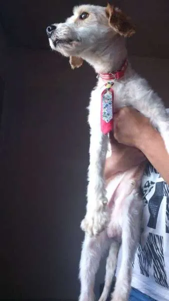 Cachorro raça srd idade 6 ou mais anos nome fefeno