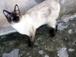 Gato raça Siamês idade 1 ano nome Doido