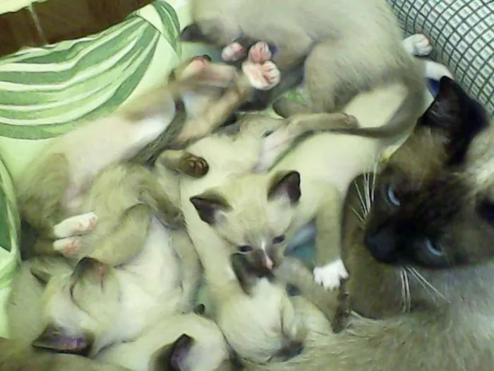 Gato ra a Siamês idade Abaixo de 2 meses nome filhotes