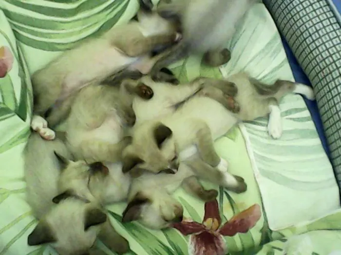 Gato ra a Siamês idade Abaixo de 2 meses nome filhotes