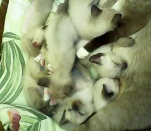 Gato raça Siamês idade Abaixo de 2 meses nome filhotes