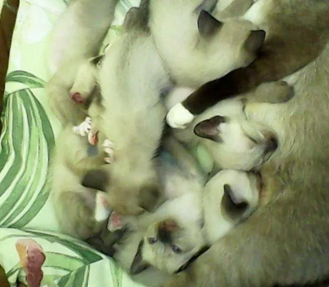 Gato ra a Siamês idade Abaixo de 2 meses nome filhotes
