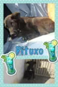 PITUXO