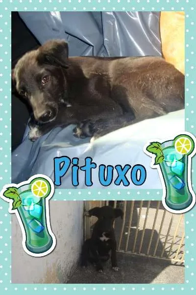 Cachorro ra a SRD idade 2 a 6 meses nome PITUXO