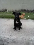 PITUXO