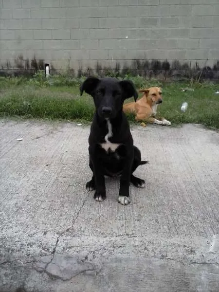 Cachorro ra a SRD idade 2 a 6 meses nome PITUXO