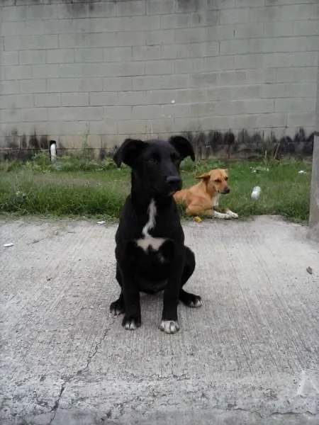Cachorro ra a SRD idade 2 a 6 meses nome PITUXO