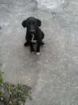 PITUXO