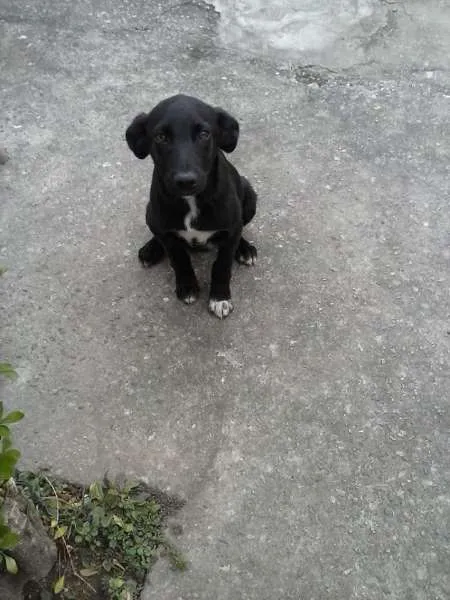 Cachorro ra a SRD idade 2 a 6 meses nome PITUXO