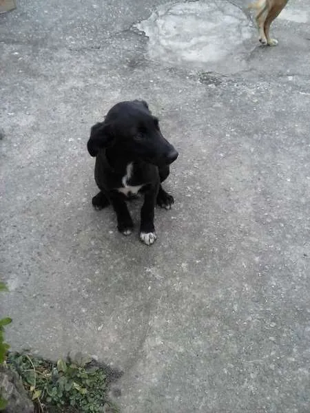 Cachorro ra a SRD idade 2 a 6 meses nome PITUXO
