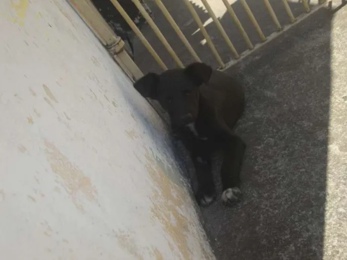 Cachorro ra a SRD idade 2 a 6 meses nome PITUXO