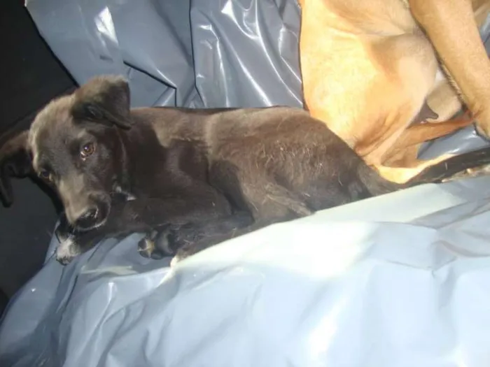 Cachorro ra a SRD idade 2 a 6 meses nome PITUXO