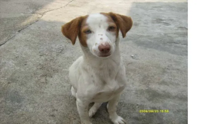 Cachorro ra a SRD idade 6 ou mais anos nome Cuca GRATIFICA