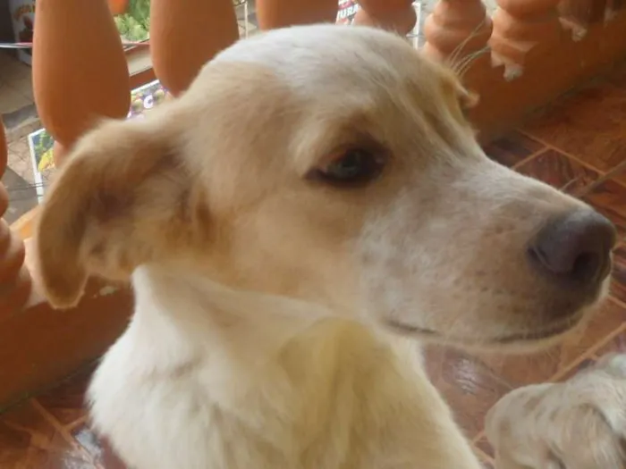 Cachorro raça SRD idade 7 a 11 meses nome BOB