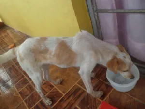 Cachorro raça SRD idade 7 a 11 meses nome BOB