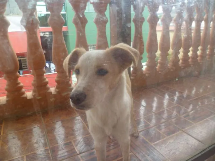 Cachorro raça SRD idade 7 a 11 meses nome BOB