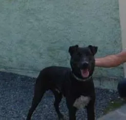 Cachorro ra a Mistura com labrador e vira lata idade 1 ano nome Tedy