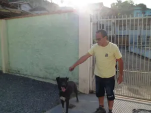 Cachorro raça Mistura com labrador e vira lata idade 1 ano nome Tedy