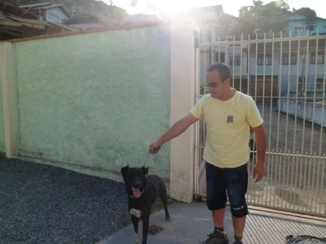 Cachorro ra a Mistura com labrador e vira lata idade 1 ano nome Tedy