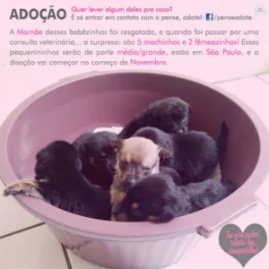 Cachorro raça SRD idade Abaixo de 2 meses nome Sem Nome